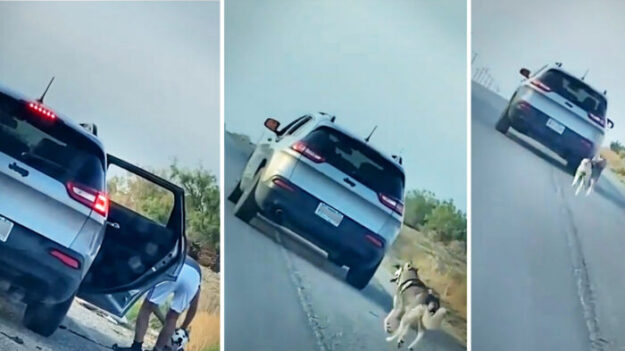 Husky traicionado por su dueño es abandonado en plena carretera: «Fue desgarrador verlo»