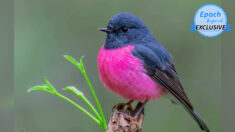 Fotógrafo australiano encuentra al escurridizo petirrojo rosado en la selva tropical de Australia