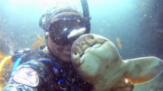 Buceador que abrazó a tiburón bebé 11 años atrás se reencuentra con su amiga submarina