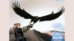 Antiguos cuentos de sabiduría: La confianza de un águila