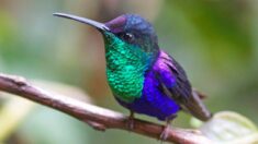 Conozca al colibrí zafiro coroniazul que luce un deslumbrante plumaje de «lentejuelas» azul y verde
