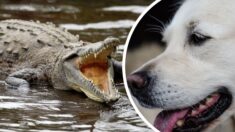 Hombre rescata a su perro de la boca de un cocodrilo: ¡Corrí tan rápido como pude!