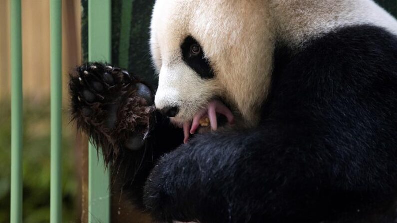 Dos crías hembras de pandas gigantes, una especie protegida procedente de China con dificultades para reproducirse, nacieron en la madrugada del lunes 2 de agosto de 2021 en el zoológico francés de Beauval (a unos 200 kilómetros de París). En la imagen, Huan Huan, la hembra panda, con una de las crías. EFE/zoológico de Beauval