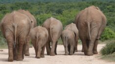 Manada de elefantes en China que nadie supo por qué migraron 1300 km, decide volver a casa