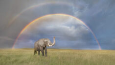 Fotógrafo de fauna salvaje capta hermosa imagen de un elefante frente a un doble arco iris