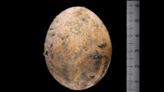 Arqueólogos encuentran huevo de gallina intacto de 1000 años de antigüedad en excavación en Israel