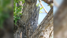 ¿Puede identificar a la criatura camuflada en el árbol? (¿Y determinar de qué especie se trata?)
