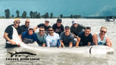 Pescadores capturan enorme esturión en río Fraser: ¡Mide 11 pies y pesa más de 800 libras!