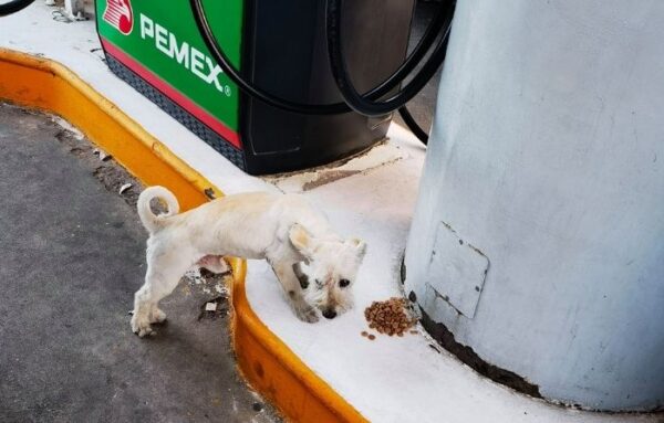perro-gasolinera-mexico