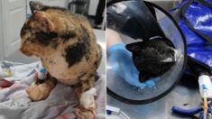 Voluntarios rescatan a 6 gatitos tras incendios forestales en Siberia: ¡Una estaba embarazada!