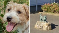 Jack Russell terrier recibe homenaje por salvar a 5 niños de ataque de pitbulls