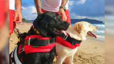 Perros socorristas ayudan en rescate de adolescente arrastrada mar adentro por una corriente marina