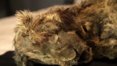 Cachorro de león cavernario perfectamente conservado en Siberia tiene 28,000 años
