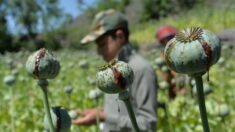Se espera que, ante las sanciones, los talibanes aumenten el tráfico de drogas