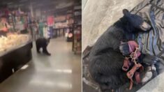 Oso negro camina en los pasillos de supermercado en Los Ángeles: ¡Quizás solo quería hacer su compra!