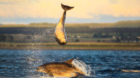 Impresionantes imágenes de una pareja de delfines haciendo acrobacias durante el atardecer