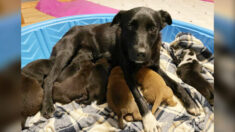 Perrita rescatada en Minnesota adopta 10 cachorros huérfanos tras perder su camada