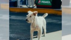 Perrito mexicano que trabaja en gasolinera casi es «robado» cuando pensaron que era de la calle