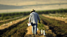 EPA prohibirá pesticida ampliamente utilizado por su relación con efectos negativos para la salud