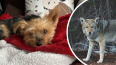 Perrita yorkie se enfrenta a coyote para proteger a niña de 10 años: “Una perra super valiente”