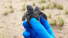 Encuentran y liberan una rara tortuga de dos cabezas en una playa de Carolina del Sur