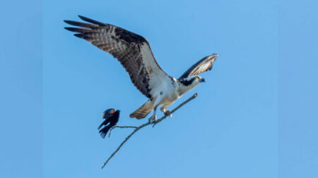 Singular fotografía de un ave pequeña montando en el palo de un águila, ¡en pleno vuelo!
