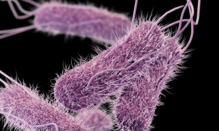 Esta ilustración muestra una imagen tridimensional generada por computadora de la bacteria Salmonella del serotipo Typhi. (CDC)