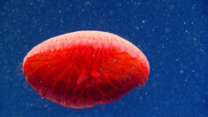 Investigadores encuentran hermosa especie de medusa roja «no registrada» a 2300 pies bajo el mar