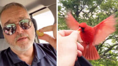 Hombre crea increíble amistad con cardenal rojo, ¡han almorzado juntos durante 20 meses!