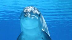 Delfín es rescatado de un canal de Louisiana y liberado en el golfo de México