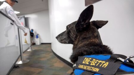 Una dupla de perros llega al Aeropuerto de Miami para ayudar con la detección del COVID