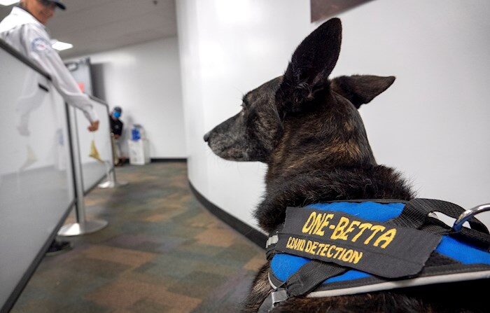 El perro entrenado para la detección de COVID-19, One-Betta, se encuentra en un puesto de control de empleados antes de que ingresen al área segura del Aeropuerto Internacional de Miami en Miami, Florida, Estados Unidos, 08 de septiembre de 2021. EFE/EPA/CRISTOBAL HERRERA-ULASHKEVICH