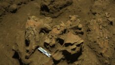 Descubrimiento de restos de 7000 años de antigüedad descifra el misterio de grupo humano desconocido