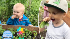 Niño de 4 años come verduras directamente de la huerta: ¡Sabe de memoria los datos nutricionales!