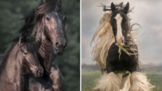 Fotógrafa capta el impresionante poder de los caballos de tiro en movimiento