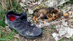 Hombre encuentra a un cachorro abandonado viviendo en un zapato, ¡lo alimenta y le busca un hogar!