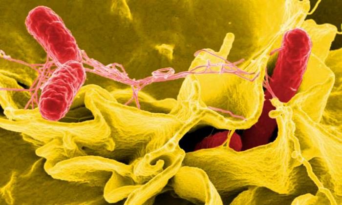 Imagen de la Salmonella sp., de color rojo, tomada con un microscopio de barrido electrónico. (Instituto Nacional de Alergias y Enfermedades Infecciosas (NIAID))