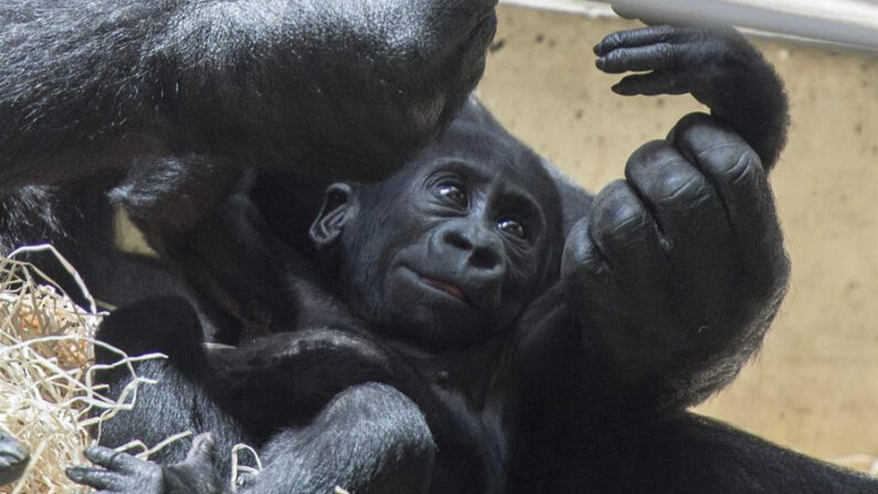 Fotografía de archivo de un bebé gorila. EFE/Wolfram Kastl