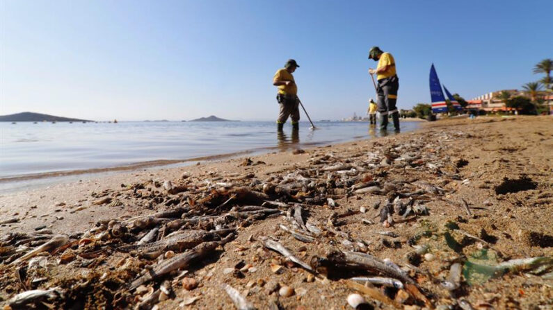 Operarios retiran del mar peces muertos que han aparecido en las playas del Mar Menor. EFE/Juan Carlos Caval/ Archivo