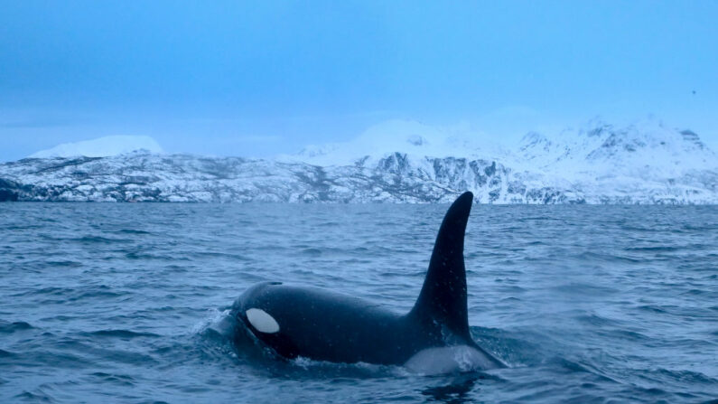 Una orca persigue arenques el 14 de enero de 2019, en la región del fiordo Reisafjorden, cerca de la ciudad noruega de Tromso, en el Círculo Polar Ártico. (OLIVIER MORIN/AFP vía Getty Images)
