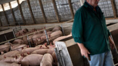 Sector pide a la Corte invalidar ley de California que regula trato a los cerdos fuera de sus fronteras