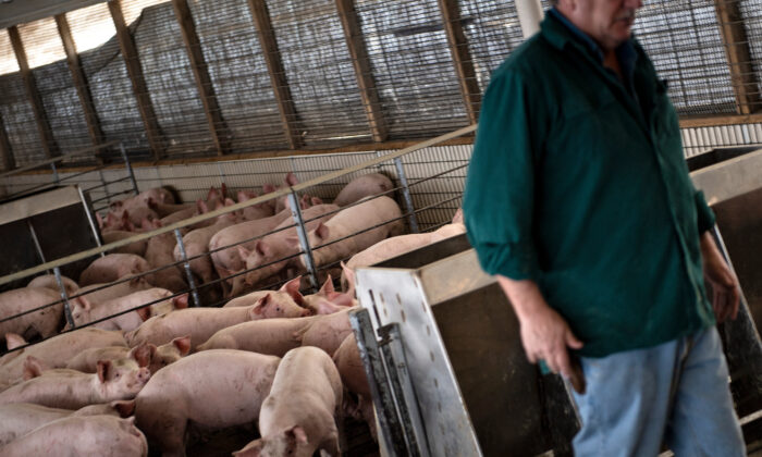 Un granjero camina por un corral de cerdos en su granja en Polo, Illinois, el 25 de enero de 2020. (Brendan Smialowski/AFP a través de Getty Images)
