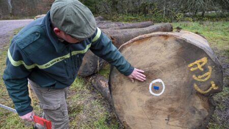 Importación masiva de madera por parte de China provoca alarma en industria forestal mundial