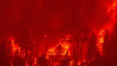 Incendios forestales de California amenazan a las secuoyas viejas en Sierra Nevada