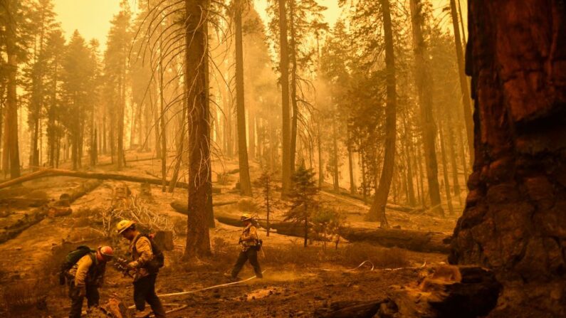 Los bomberos intentan proteger en Long Meadow Grove, una arboleda de árboles de Secuoya Gigantes, después de que un incendio se extendió a lo largo del Sendero de los 100 Gigantes durante el incendio Windy en el Bosque Nacional de Secuoya cerca de California Hot Springs, California el 23 de septiembre de 2021. (Patrick T. Fallon/AFP vía Getty Images)