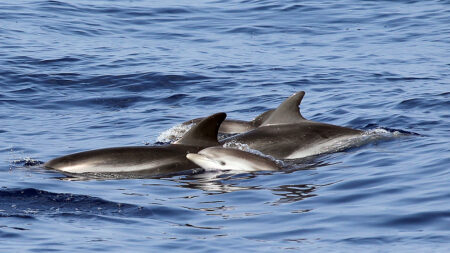 Delfines “alertan” a rescatistas sobre un nadador perdido 12 horas en el mar