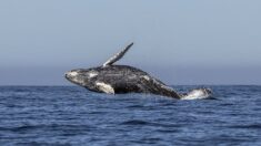 Hallan ballena jorobada muerta en una playa de Ecuador