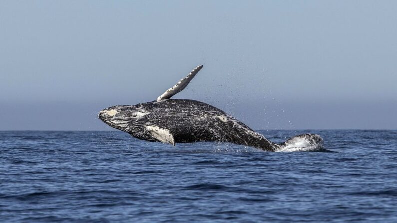 En una fotogragía de archivo, se ve una ballena jorobada salta de las aguas. (Fernando Castillo/AFP vía Getty Images)