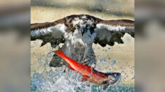 Impresionantes fotos de águilas pescadoras sacando salmones rojos del lago y elevándolos en el aire