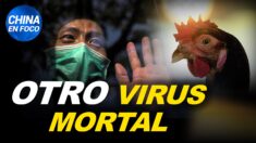 China reporta casos humanos de gripe aviar. ¿Encubren muertes tras vacunación masiva?